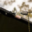 Ratchet Straps (Pair) BUSHWAKKA ADVENTURE GEAR
